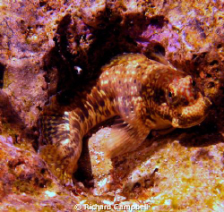 relaxing pose--Sealife DC1000 by Richard Campbell 